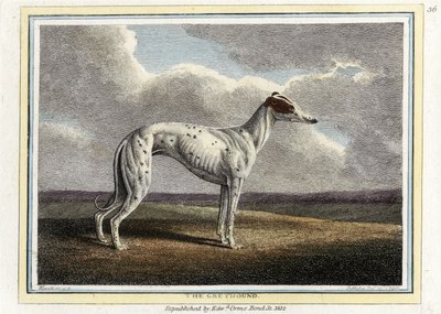 Greyhound, pubi. 1812 (käsinvärinen kaiverrus) tekijältä English School