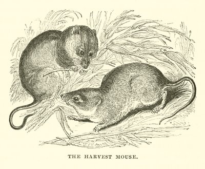 Harvest Mouse (kaiverrus) tekijältä English School