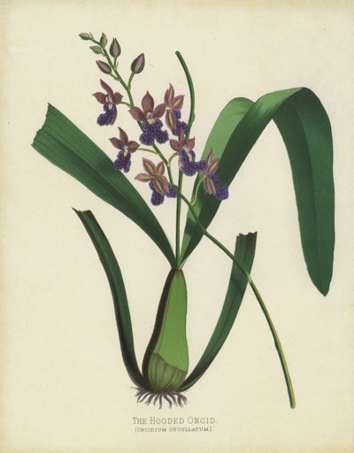 Hupullinen Oncid, Oncidium Cuccullatum tekijältä English School