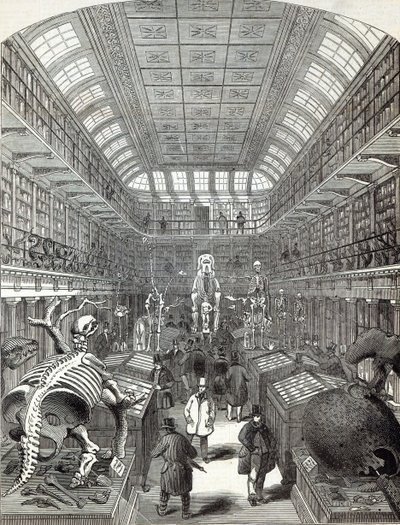 Hunterian Museum, Royal College of Surgeons, 