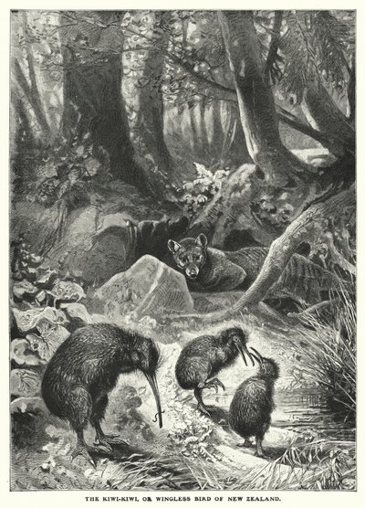 Kiwi-Kiwi eli Uuden-Seelannin siivetön lintu (kaiverrus) tekijältä English School