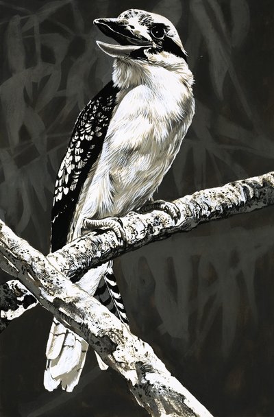 Kookaburra tekijältä English School