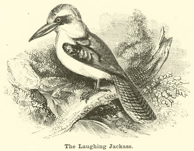 Naurava Jackass tekijältä English School