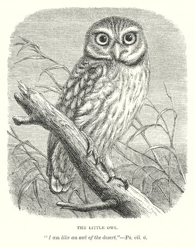 Pikkupöllö (kaiverrus) tekijältä English School