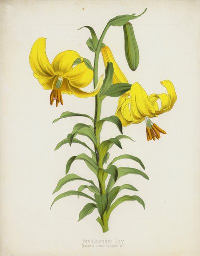 Loddiges Lily, Lilium Loddigesianum tekijältä English School