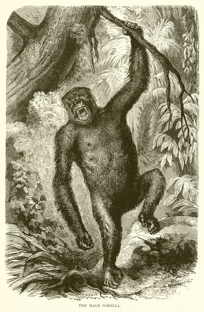 Mies Gorilla tekijältä English School