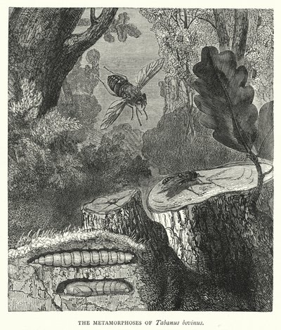 Metamorphoses of Tabanus bovinus (Tabanus bovinus) (kaiverrus) tekijältä English School