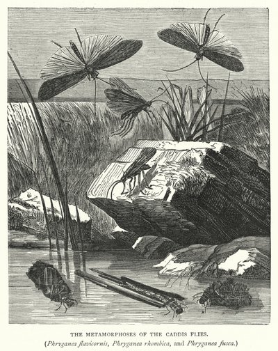 Caddis-kärpästen, Phryganea flavicornis, Phryganea rhombica ja Phryganea fusca, metamorfoosit (kaiverrus). tekijältä English School