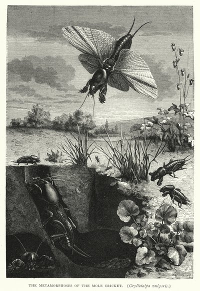 Myyrysirkan, Gryllotalpa vulgaris, metamorfoosit (kaiverrus) tekijältä English School