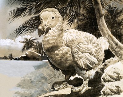 Mysteerilintu Mauritiukselta (The Dodo) tekijältä English School