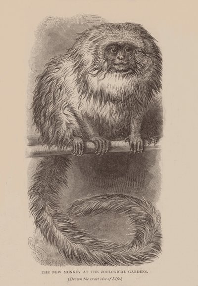 Uusi apina eläintarhassa (kaiverrus) (kaiverrus) tekijältä English School