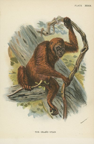 Orang-Utan tekijältä English School