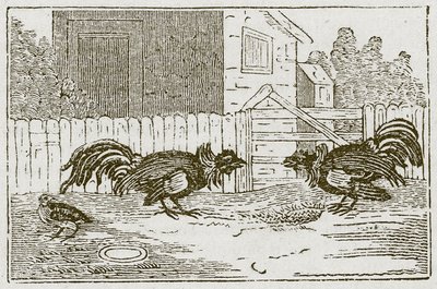 Partridge and the Cocks (kaiverrus) tekijältä English School