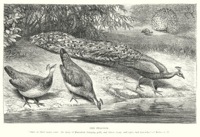 Riikinkukko (kaiverrus) tekijältä English School