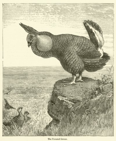 Pinnated Grouse (kaiverrus) tekijältä English School