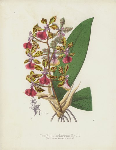 Purppurahuulinen Oncid, Oncidium Haematochilum tekijältä English School