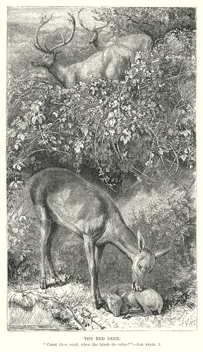 Punahirvi (kaiverrus) tekijältä English School