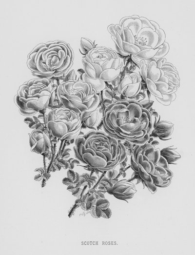 Ruusutarha: Scotch Roses (kaiverrus) tekijältä English School