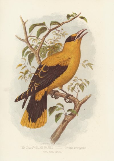 Teräväkärkinen orioli, Oriolus Acrorhyncus (värilitho) tekijältä English School