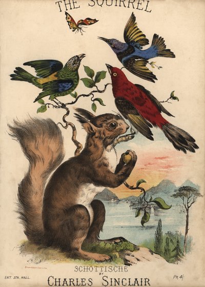 The Squirrel, Schottische, Charles Sinclair, nuotin kansi (värilitografia) tekijältä English School