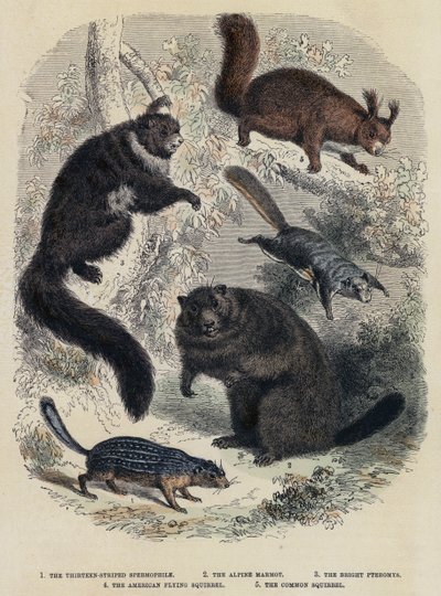 Kolmetoista raidallinen siittiö, alppimarmotti, kirkkaat pteromysit, amerikkalainen lentävä orava, yleinen orava (värillinen kaiverrus) tekijältä English School