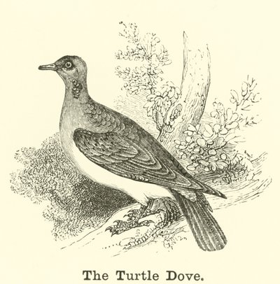 Turtle Dove tekijältä English School