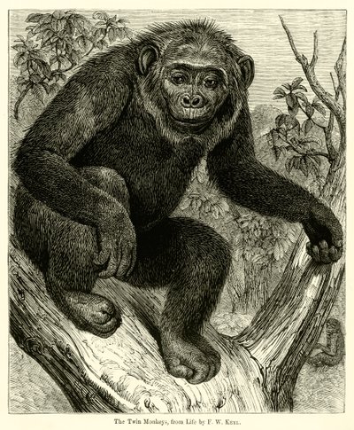 Twin Monkeys, elämästä (kaiverrus) tekijältä English School