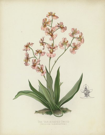 Kirjava Oncid, Oncidium Variegatum tekijältä English School