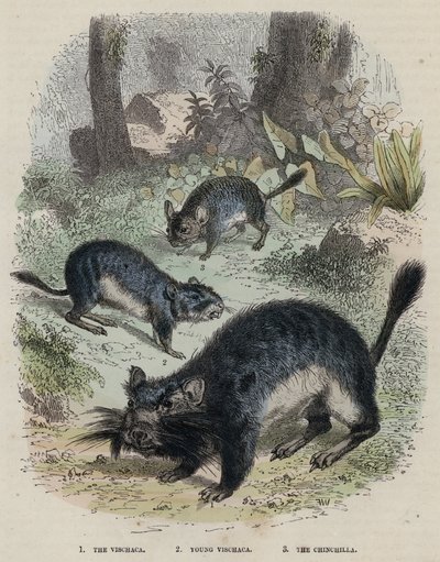 Viscacha, Nuori Viscacha, Chinchilla (värikaiverrus) tekijältä English School