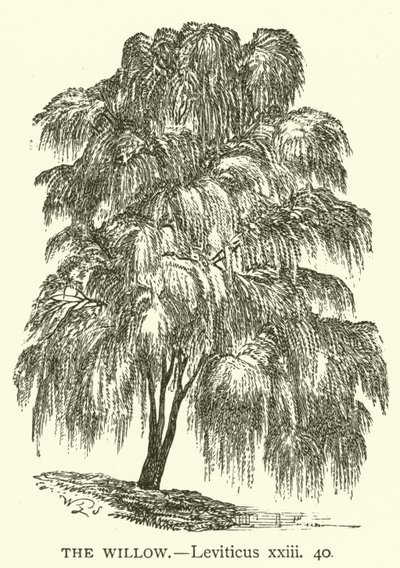 The Willow, Leviticus, xxiii, 40 (kaiverrus) tekijältä English School