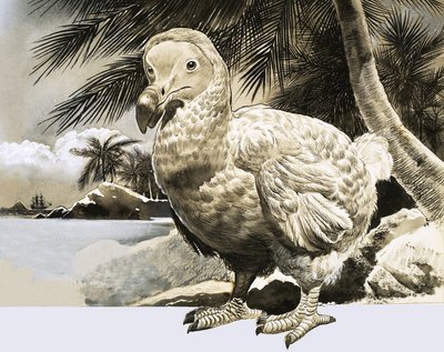 Luonnon maailma: Mysteerilintu Mauritiukselta (The Dodo) tekijältä English School