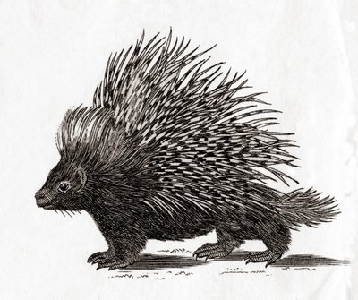 Piikkisika (Hystrix cristata), 1700-luvun painokuvasta (kaiverrus). tekijältä English School