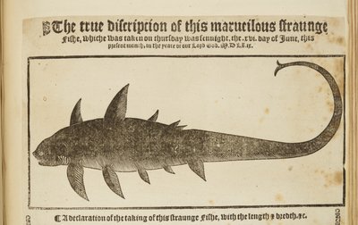 "Tämän turmelevan omituisen Fishen todellinen kuvaus" 1569 (kaiverrus) tekijältä English School