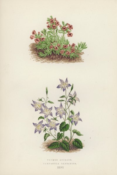 Thymus azureus; Campanula garganica (väri lit.) tekijältä English School