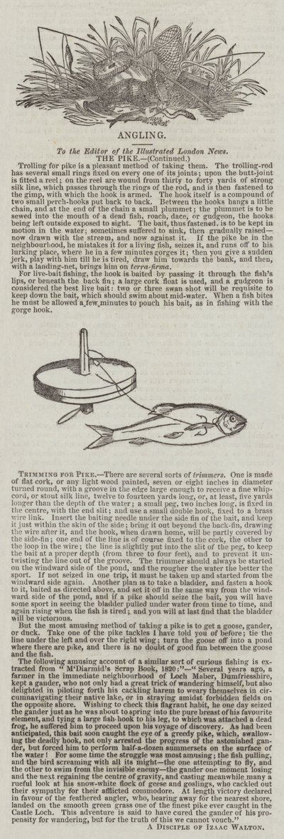 Hauen leikkaus (kaiverrus) tekijältä English School