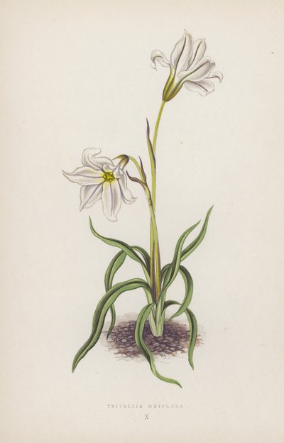 Triteleia Uniflora (värilitho) tekijältä English School