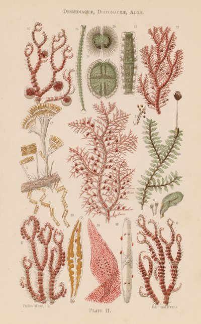 Mikroskoopin alla: Desmidiaceae, Diatomaceae, levät (väriliitoskuva) tekijältä English School