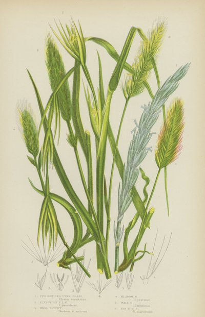 Upright Sea Lyme Grass, Pendulous Sea Lyme Grass, Wood Ohra, Niittyohra, Wall Ohra, Sea Side Ohra (väri litho) tekijältä English School