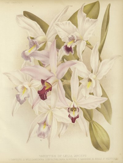 Laelia anceps -lajikkeet tekijältä English School