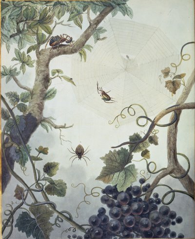 Diverses aranyes, i una teranyina, il·lustració de 