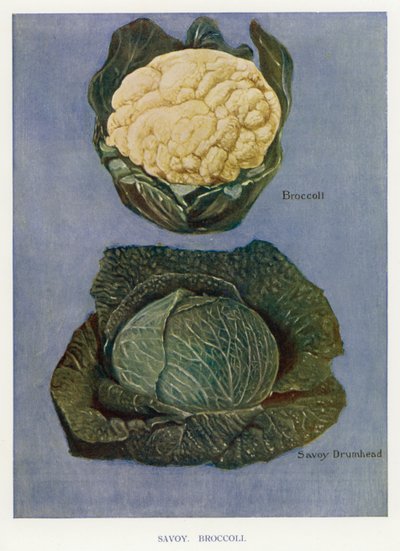 Vihannesviljelijän opas: Savoy, Parsakaali (väri litho) tekijältä English School