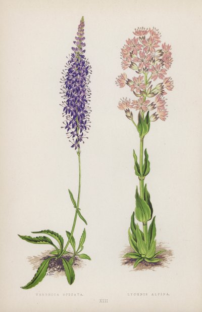Veronica Spicata; Lychnis Alpina (väri litho) tekijältä English School