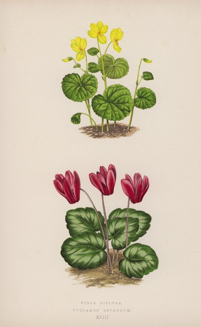 Viola Biflora; Cyclamen Repandum (väri litho) tekijältä English School