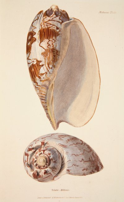 Voluta Miltonis, pub. 1833 käsinvärjätty kaiverrus. tekijältä English School