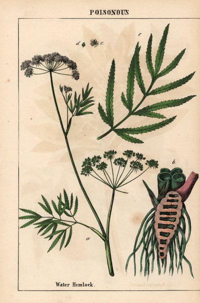 Vesihemlock näyttää lehdet, juurirakenteen ja kukat. Cicuta virosa   , julkaisusta "The Instructive Picturebook, or Lessons from the Vegetable World", [Charlotte Mary Yonge], Edinburgh tekijältä English School