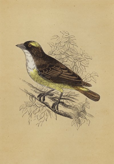 Weaver Bird (väri litho) tekijältä English School