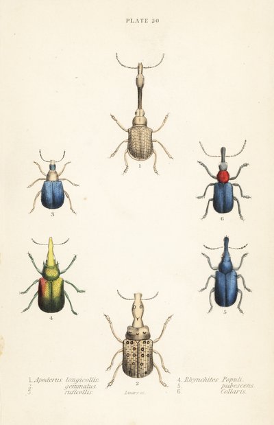 Koirakot: Attelabus longicollis 1, Attelabus gemmatus 2, Attelabus ruficollis 3, Byctiscus populi 4, Rhycnhites pubescens 5 ja Rhynchites collaris 6 tekijältä English School