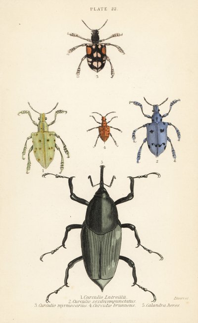 Kärkset ja kovakuoriaiset: Curculio latreillii 1, Curculio sexdecempunctatus 2, Trichaptus mutillarius 3, Pissodes castaneus 4 ja Calandra heros 5 tekijältä English School