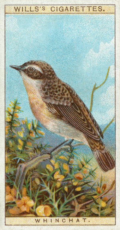 Whinchat tekijältä English School