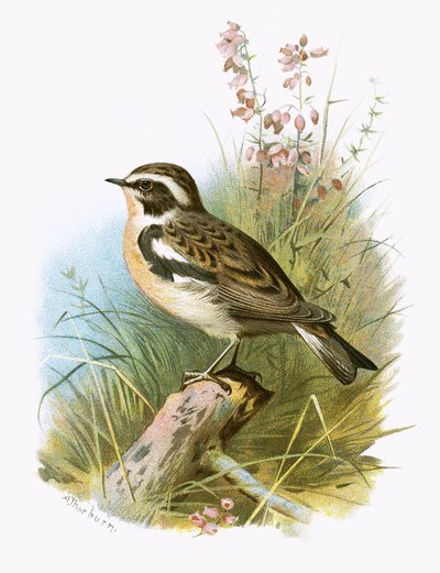 Whinchat tekijältä English School